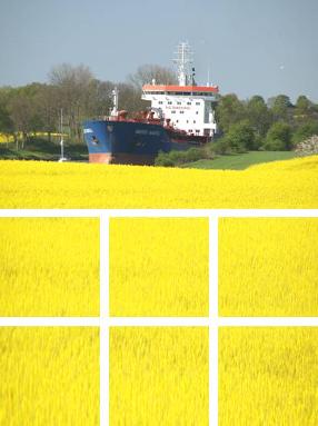 Schiff auf dem NOK mit einem in blüte stehenden Rapsfeld im Vordergrund