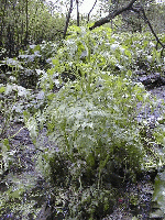 Miniaturabbildung mit Link Miniaturabbildung mit Link