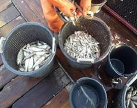 Das Bild zeigt gefangene Fische, die sortiert werden Das Bild zeigt gefangene Fische, die sortiert werden