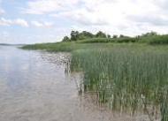 Das Bild zeigt die Makrophytenbestände auf der Insel Schwarztonnensand