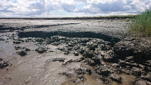 Das Bild zeigt erodierendes Ufer an der Tideelbe.