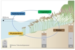 Uferfunk - Die Interaktion zwischen Vegetation und Boden an gezeitengeprägten naturnahen Ufern