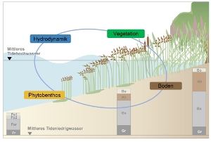 Das Bild zeigt die Untersuchungsobjekte im Untersuchungsraum "gezeitengeprägte naturnahe Ufer“ Das Bild zeigt die Untersuchungsobjekte im Untersuchungsraum "gezeitengeprägte naturnahe Ufer“