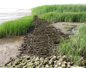Das Bild zeigt Faschinenparallelwerk zum Schutz von Ufern und Buhne und zur Förderung von Watt- und Röhrichtentwicklung (Foto: WSA Weser-Jade-Nordsee)